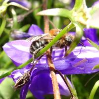 Mörtel-/Blattschneiderbiene