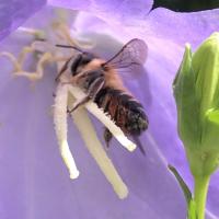 Mörtel-/Blattschneiderbiene